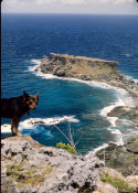 Wilcommen, No. 0143 Dog Poses for a Photo Overlooking Forbidden Island